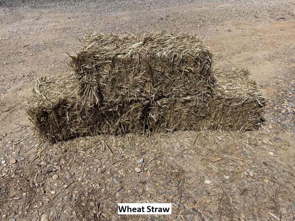 Wheat Straw