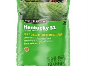 Penn Kentucky 31 Tall Fescue Penkoted 50#