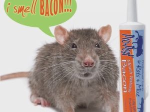 Bacon Flavor Professional Lure for Rats – Box