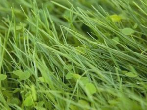 AL Roadside Fall/Winter Mix - 50lb