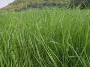 Seed, Rye Grass 50lb